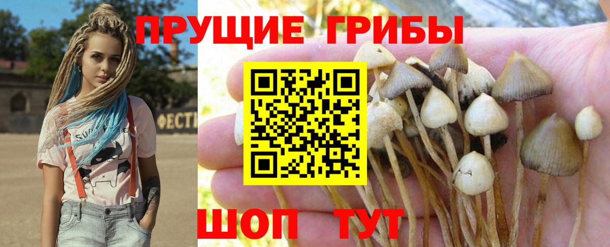 Вязьма  Псилоцибиновые грибы Psilocybine cubensis  Вход с VPN 